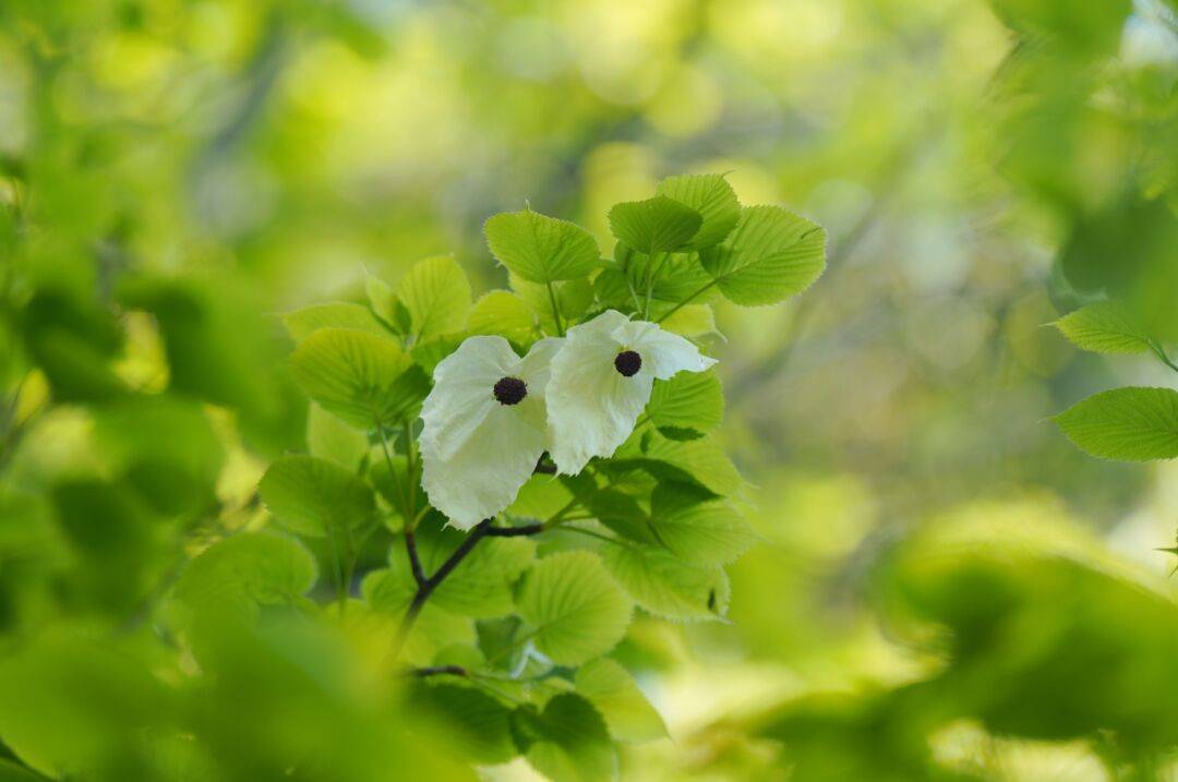传说杭州植物园三大镇园宝贝之一花如白鸽是植物界大熊猫你见过吗