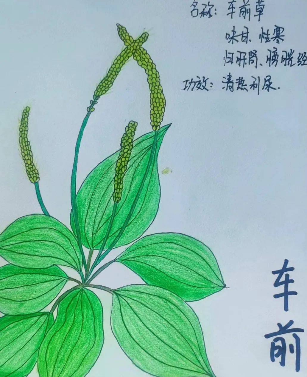 春天的野菜怎么画图片