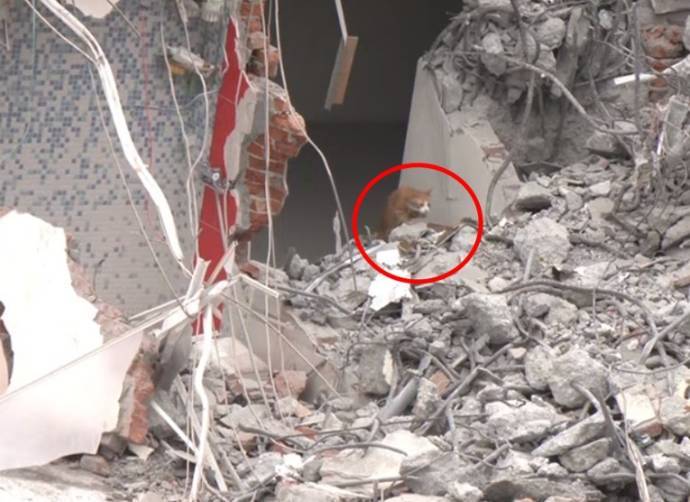 台湾女子地震时舍命救的橘猫还活着 数天后从废墟中走出求救