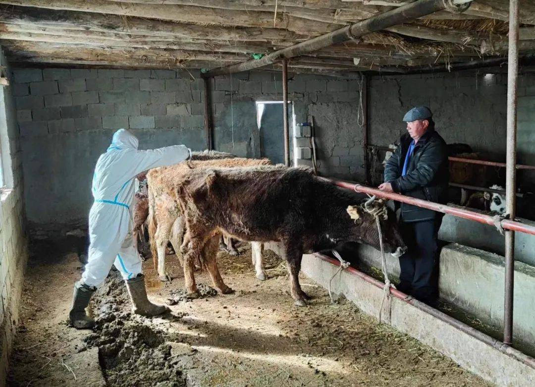 走进托斯特乡阿克库勒特克村村民努尔波拉提·热合木都拉家的羊圈里