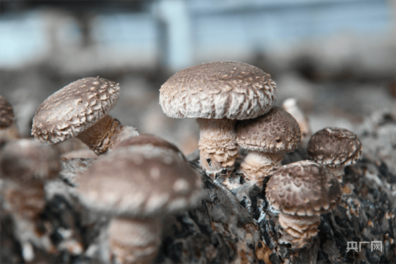 南阳市镇平县:反季香菇朵朵开