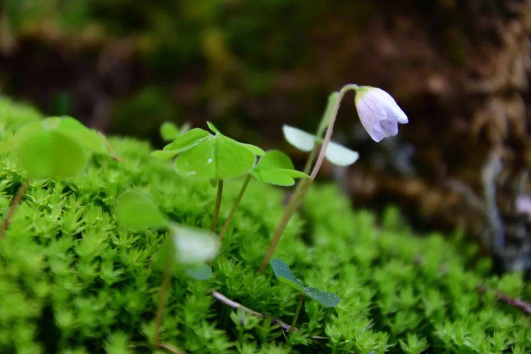 苔花如米小,也学牡丹开