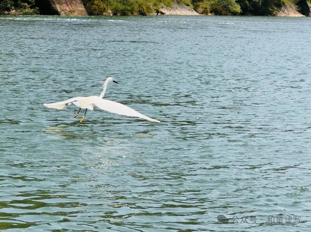一只小白鹭离我们很近地捕鱼,反复掠过四次都一无所获,松爸看了我发的