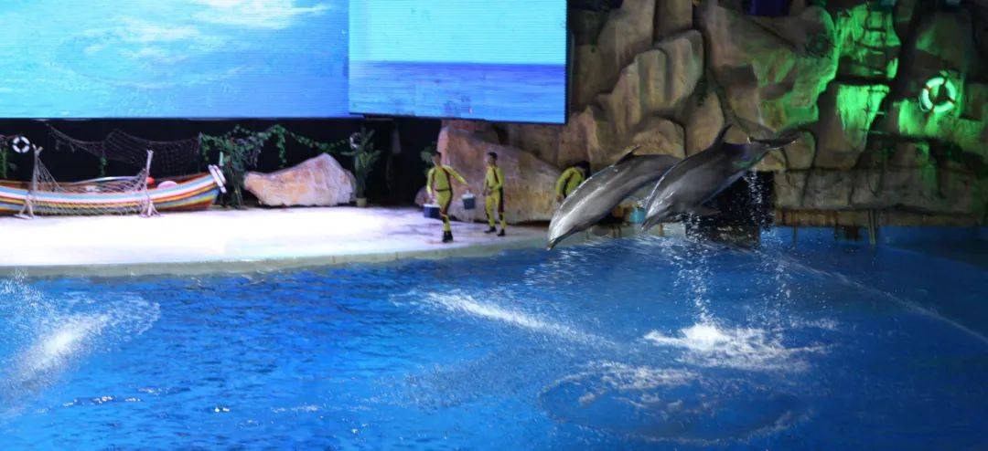 热爱"海洋精灵"的孩子,一定很可爱(超值套票)_海豚_乐都_活动