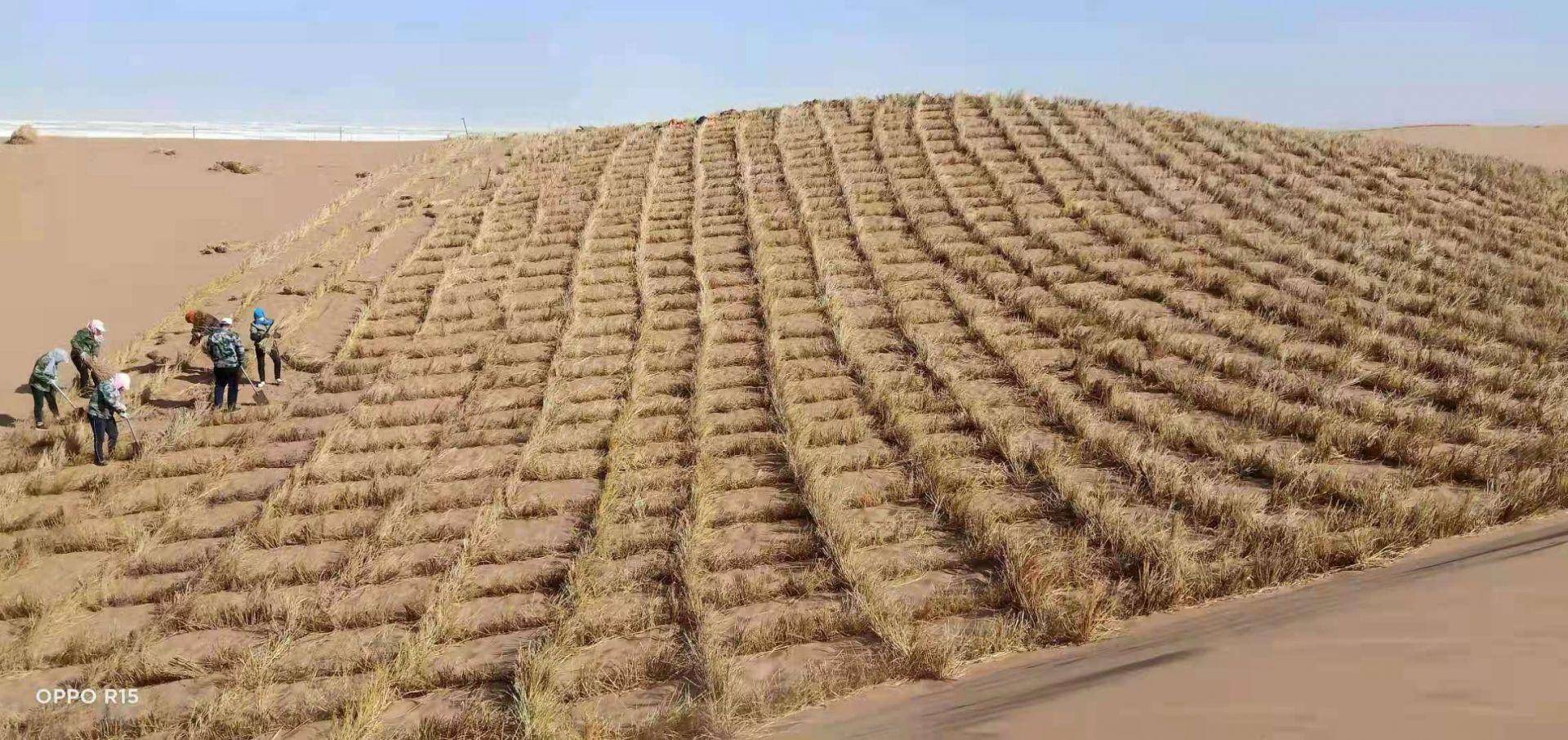 截至目前,阿拉善右旗累计完成"三北"防护林工程,退化草原修复,西部