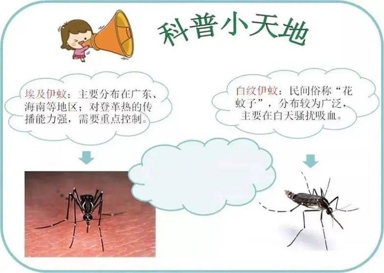 登革热是登革病毒通过蚊子叮咬传播的急性虫媒传染病.