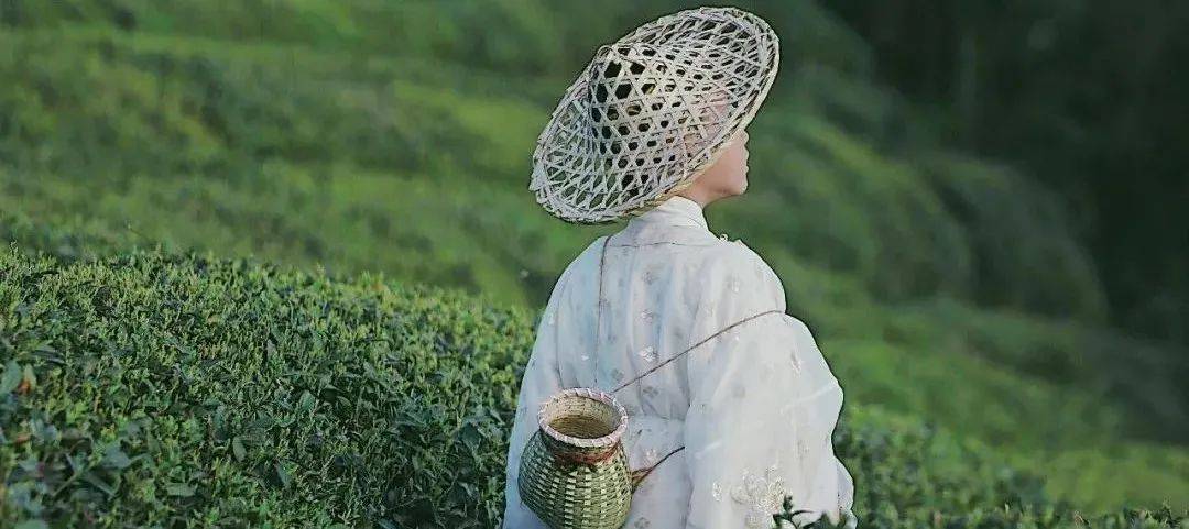 去普陀的茶园饮一口鲜嫩的春天