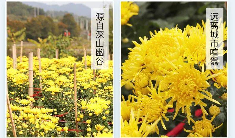 【云南帮扶】菊中之皇的前世今生_金丝皇_黄庭坚_黄菊