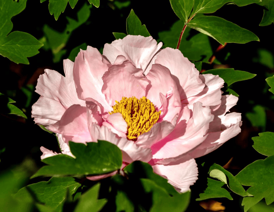 天津多区官宣!就在这个周末——_桃花_海棠花_文化