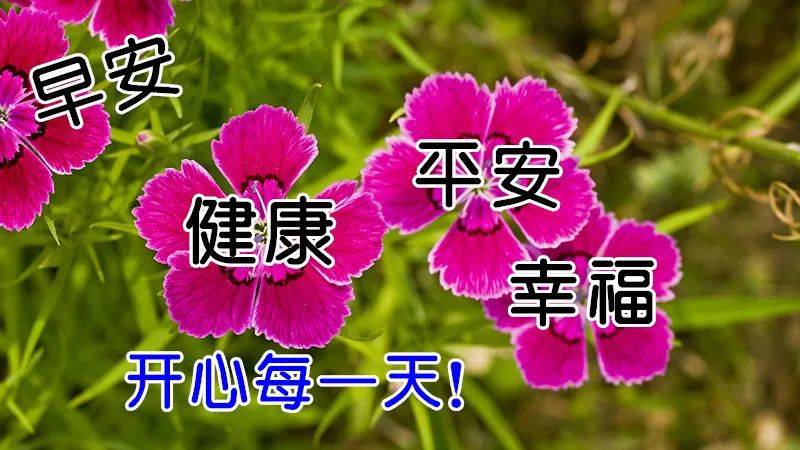 674月11日最漂亮早上好动态表情图片及早晨好动图美图大全1句实在话