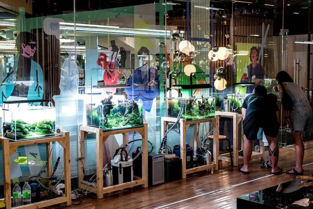 泰国举办水族造景艺术集市