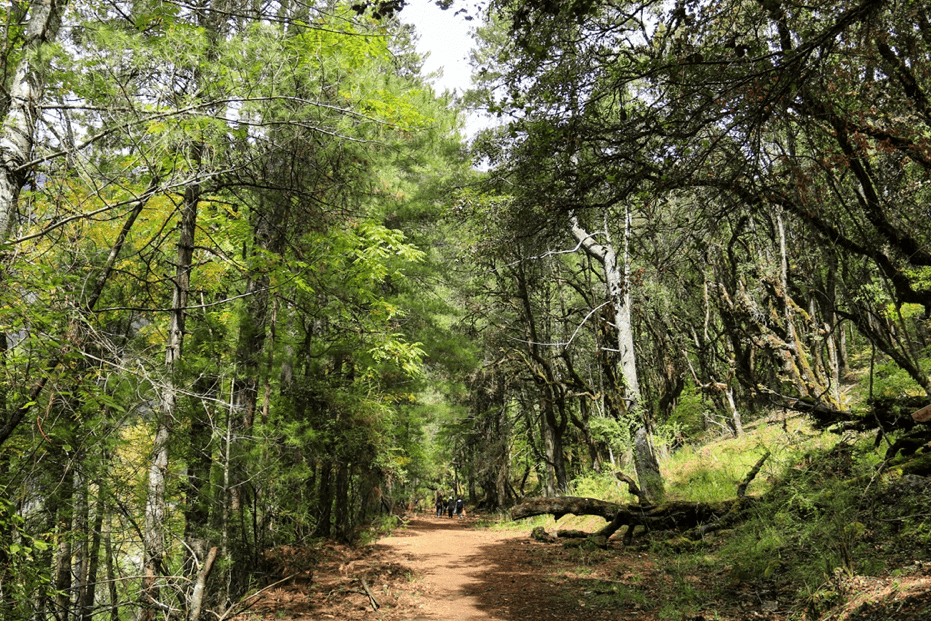 我们将在茂密的原始森林里徒步,高达61%森林覆盖率,保证了充足的供氧