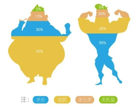 人体成分分析仪