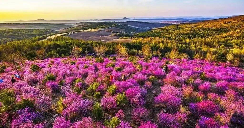 金达莱花开不仅代表着春天的到来,还象征着美好,幸福,吉祥,坚贞,以及