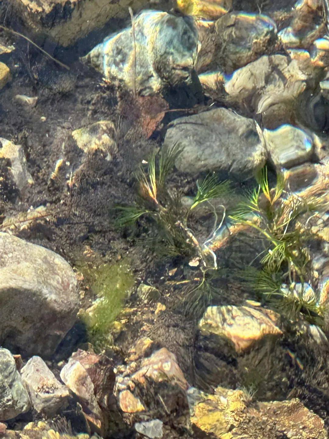 这种水生小野花再现玉渡山!六月开花～_延庆_北京_自然保护区