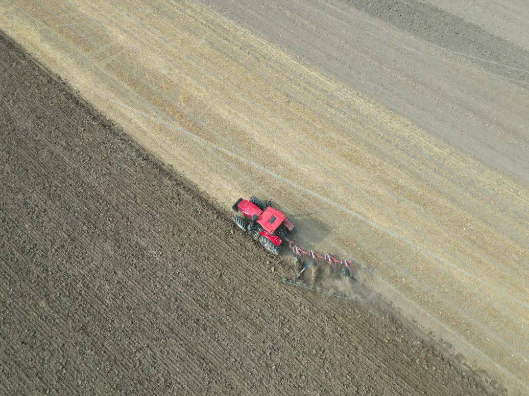 希望,在麦田里升腾——我市大力种植冰麦走笔_复种_小麦_产业