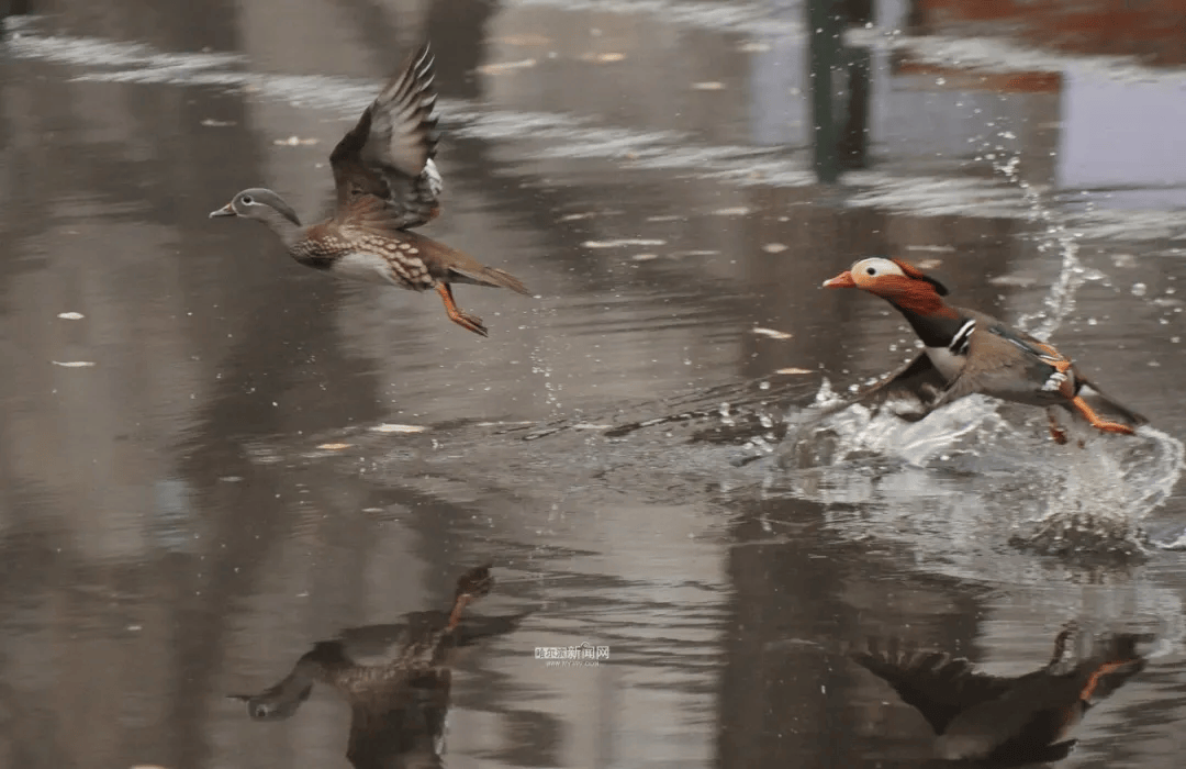 26年从8到1626一群鸟与一座城谱写了一曲长情恋歌哈籍鸳鸯见证冰城