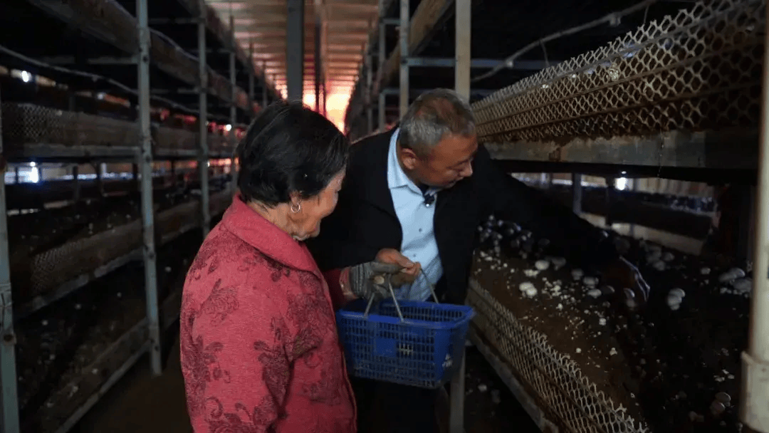 临朐县双孢菇种出好钱景