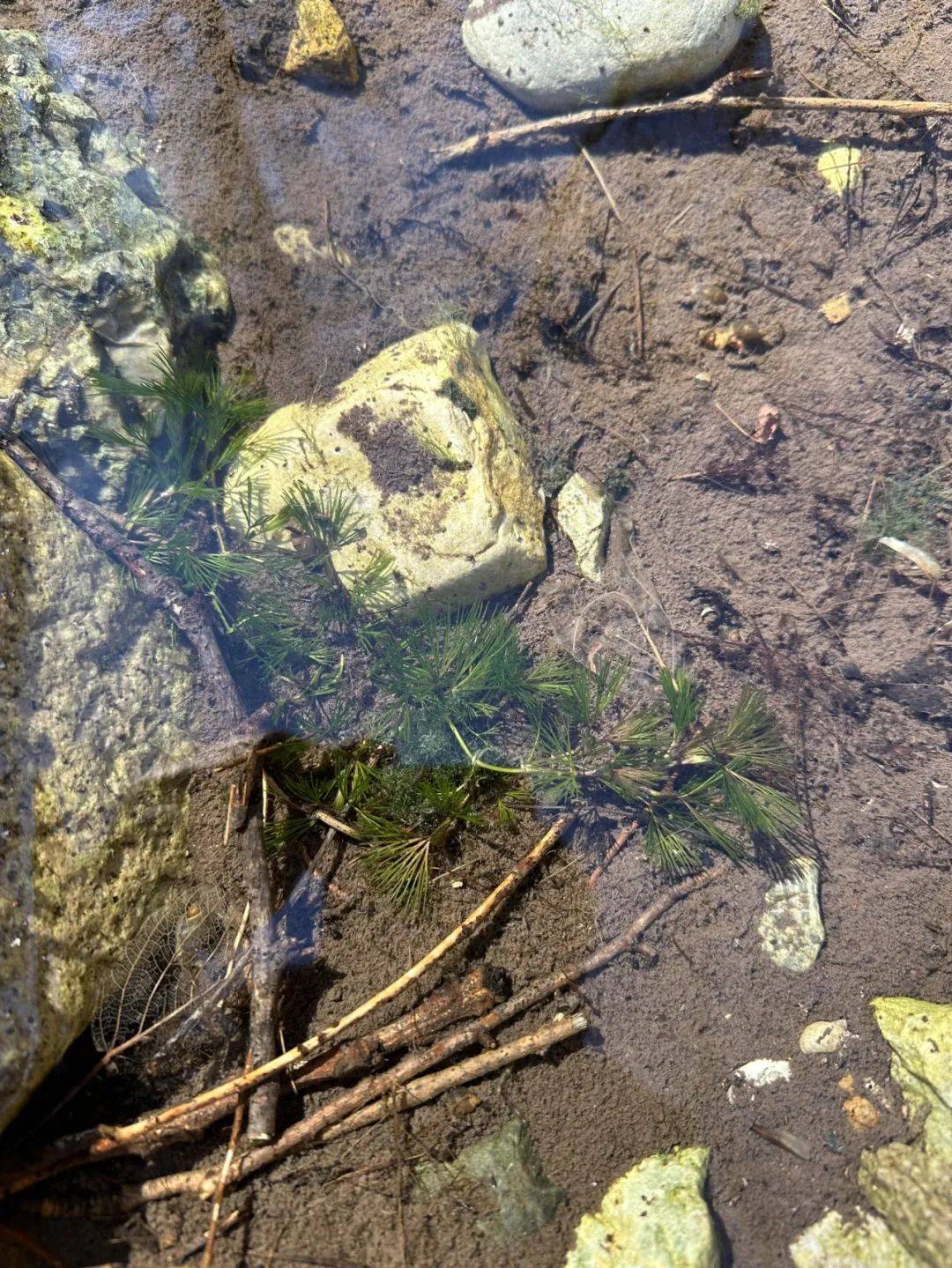 这种水生小野花再现玉渡山!六月开花～_延庆_北京_自然保护区