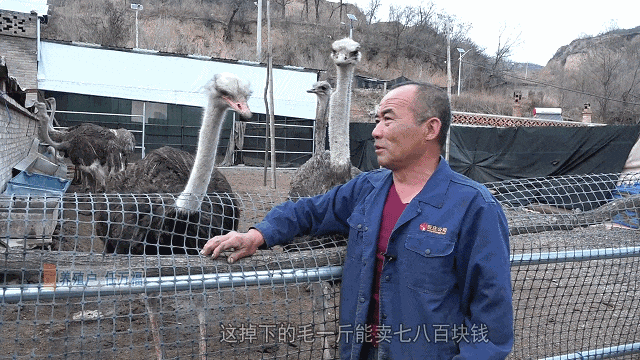 任万福:鸵鸟"鸵"起致富路_养殖业_精饲料_收入