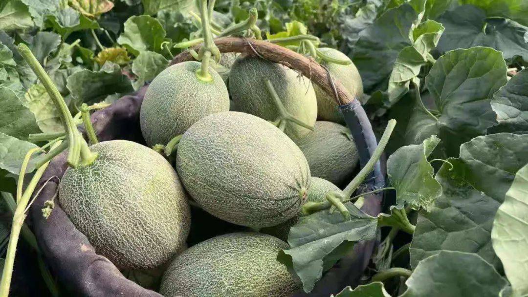 后悔买少了海南西洲蜜瓜299箱18度甜新鲜脆爽一口唤醒整个夏天的味蕾