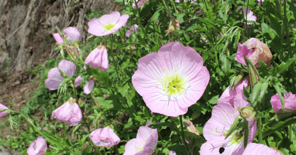 "探营双线"重磅来袭!_治疗_功效_症状
