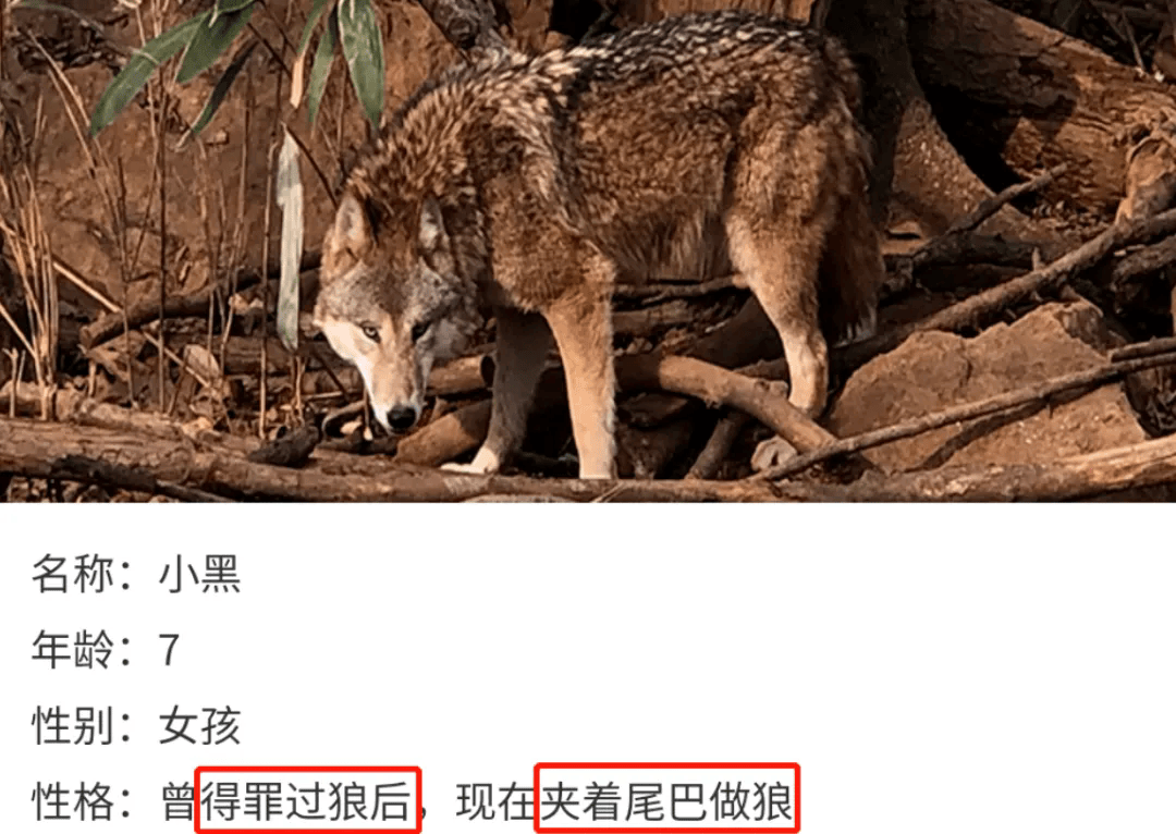 上海动物园大猩猩自虐事件爆了这个时代疯掉的到底是谁
