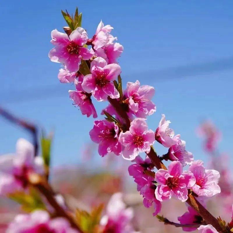 春暖花开奔复而来