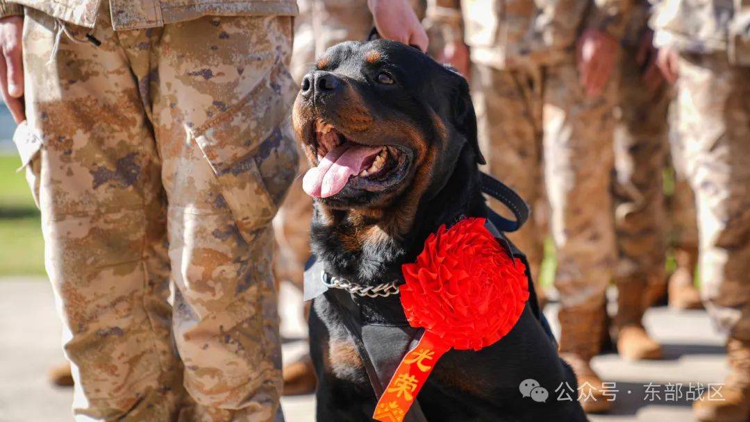 无言 "战士"入列_雷鹰_新兵_军犬
