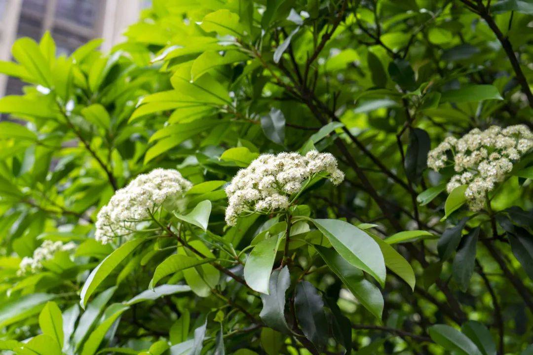 你是「淡人」吗?反正石楠花不是_气味_味道_愿望