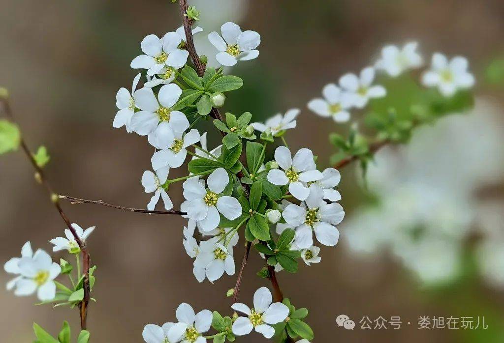 紫禁城中看雪柳