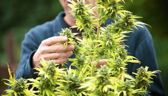 别墅搜出70公斤毒品,20块金砖!网友:这家庭背景,难怪!