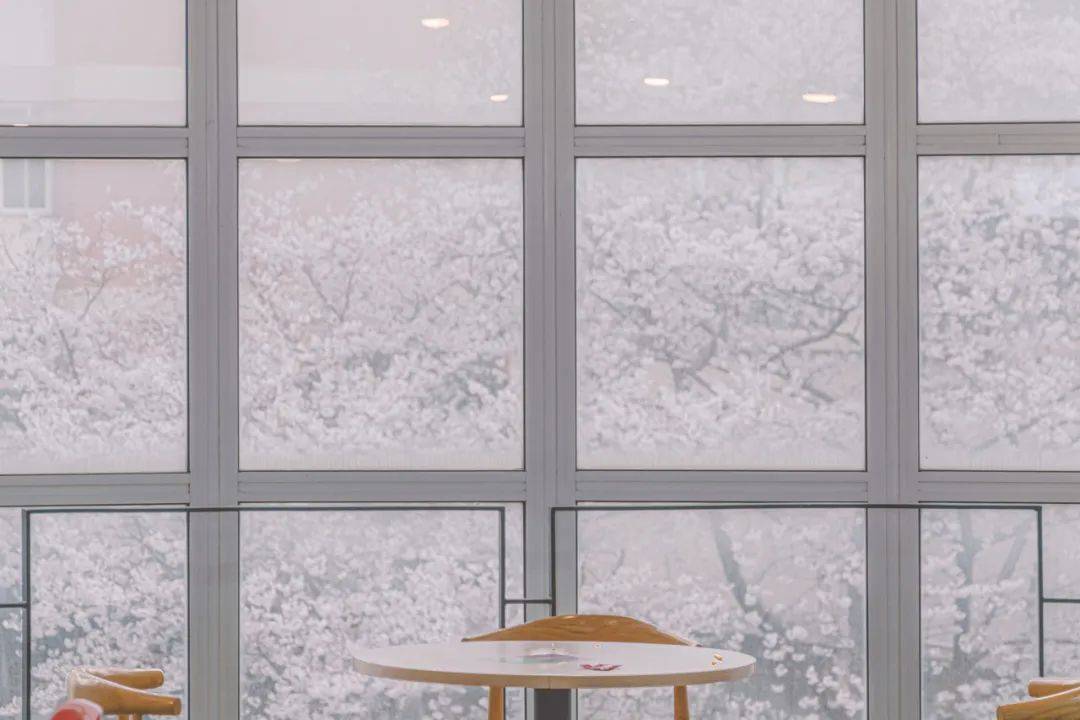 春风有信静候佳樱丨拍同济摄影大赛线上投票开启