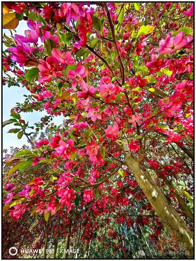 【图集】花如其名的火焰海棠