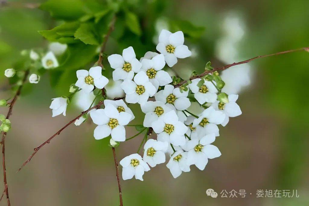 紫禁城中看雪柳