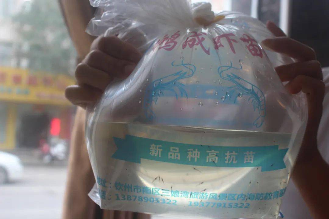 这里虾价太牛常年高23元斤百人商量好就是要赚钱