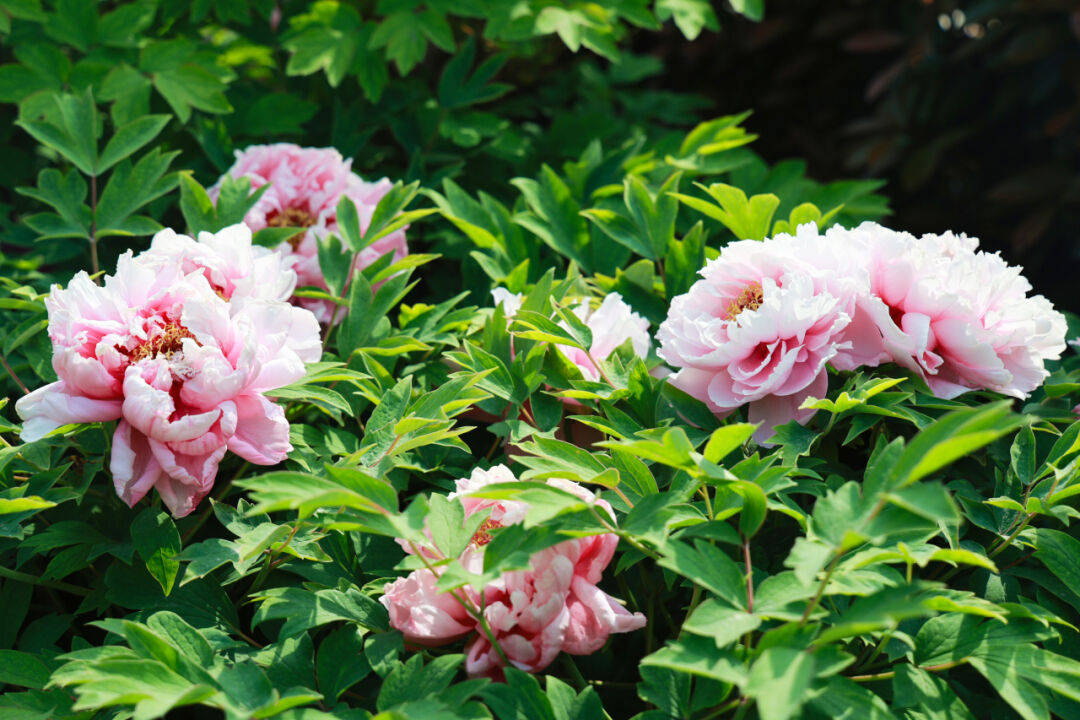 梨花香梨花哪有培华香