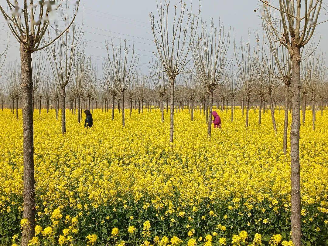 【打卡】就在辛集这4个村