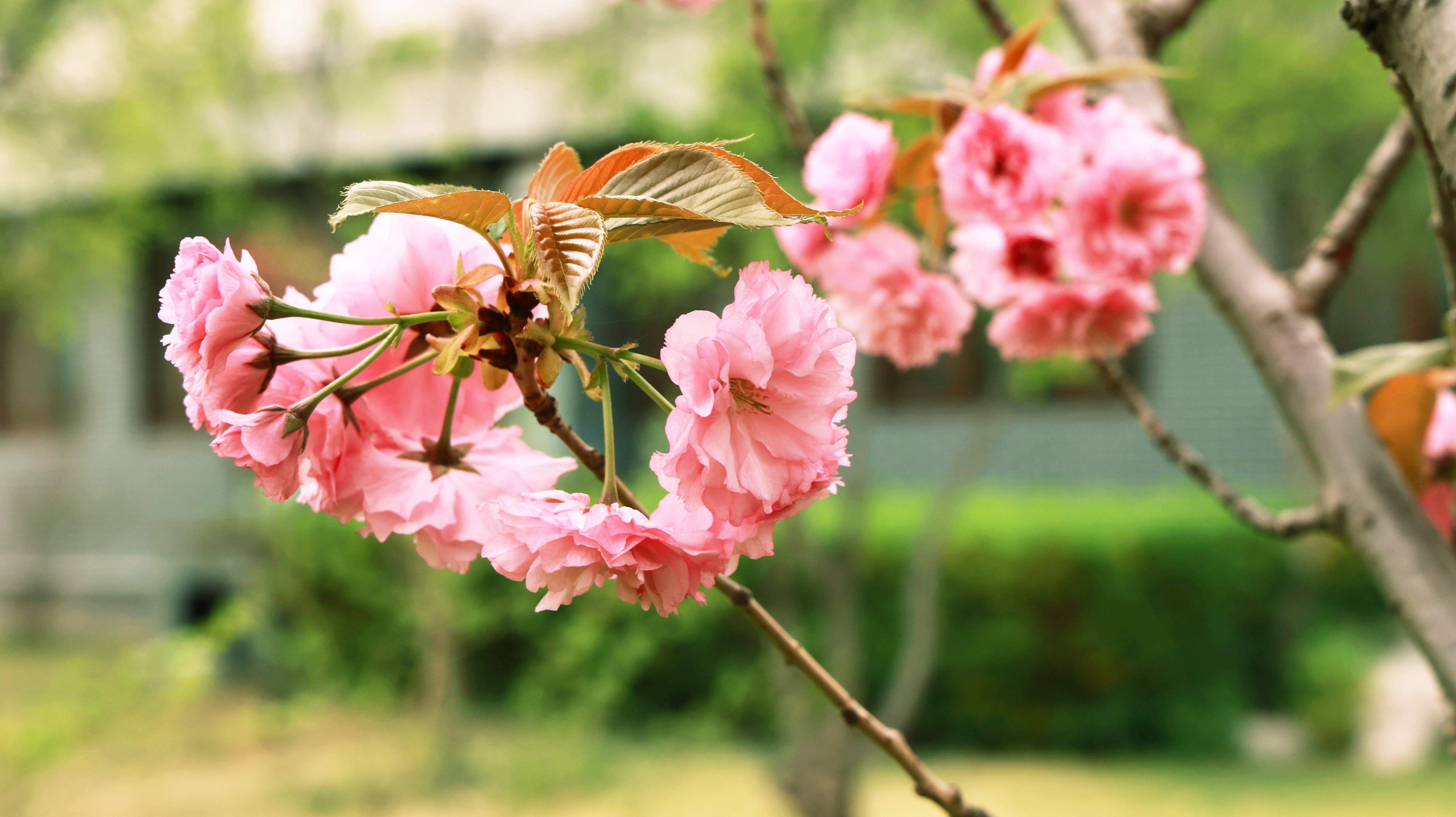 春天百花图片大全图片