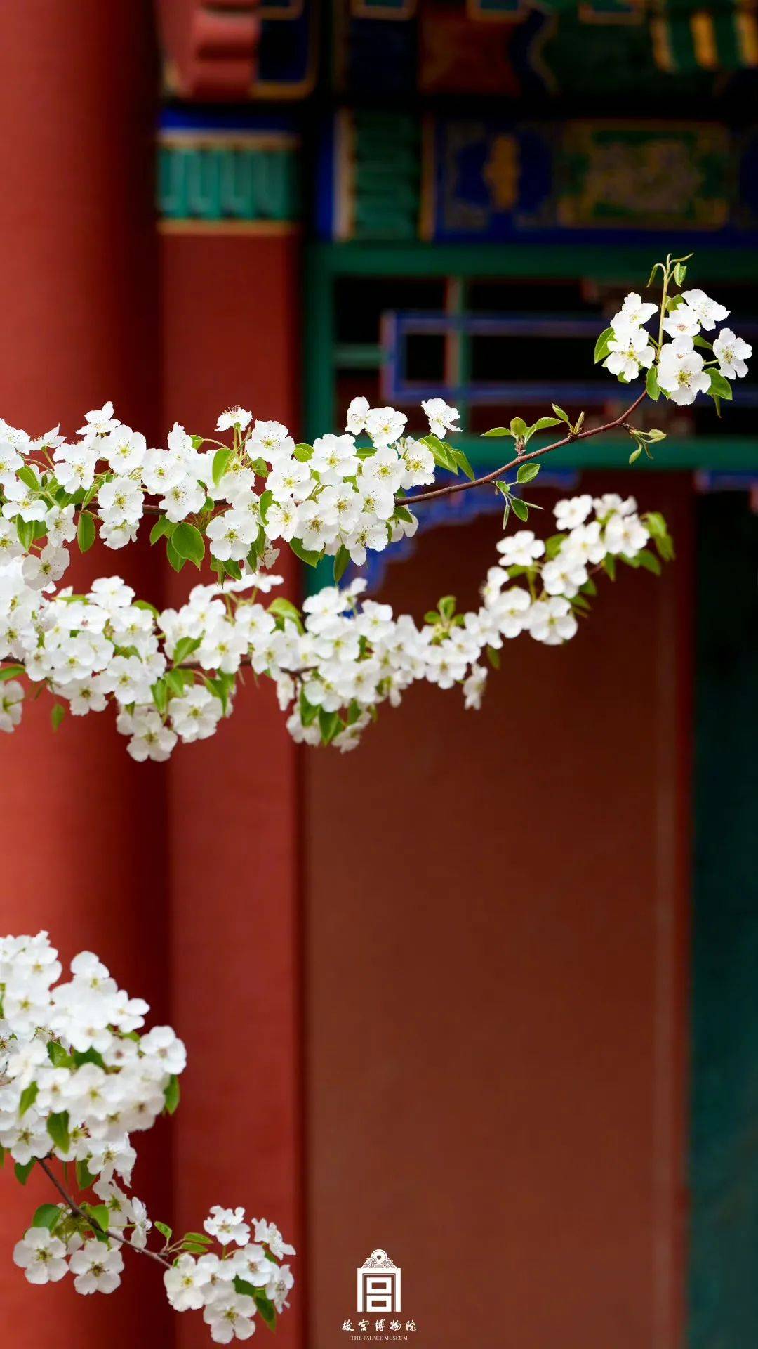 春花映红墙!故宫春花壁纸上新了