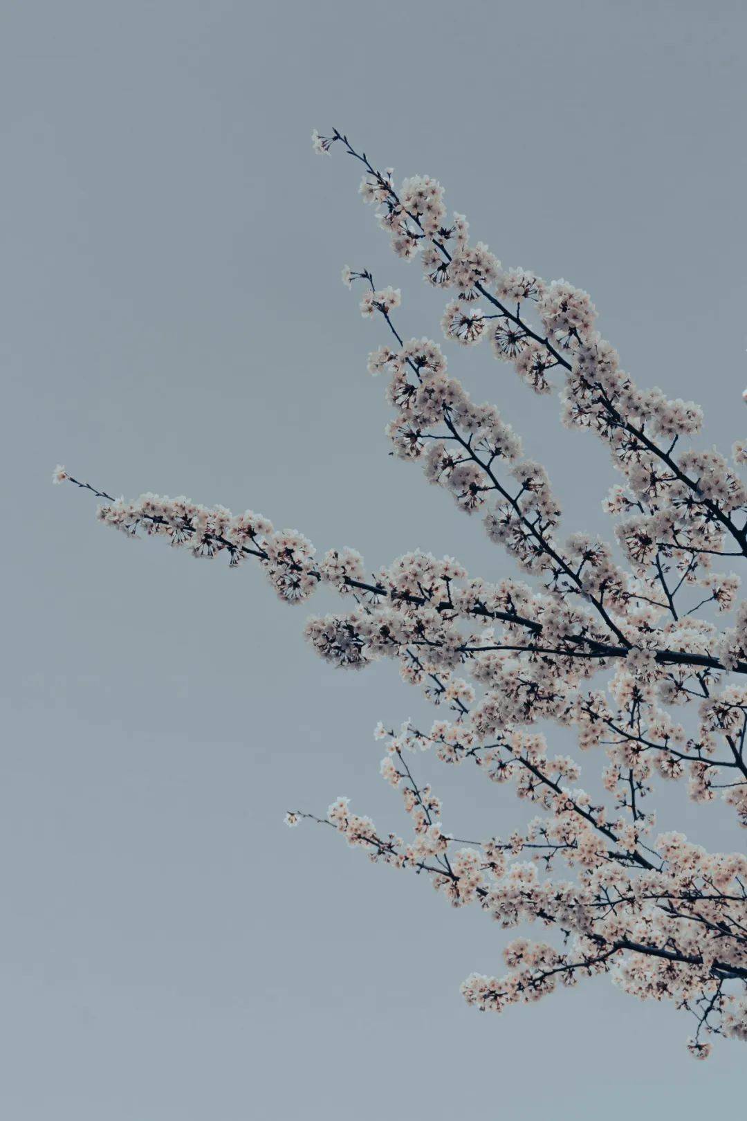 春风有信静候佳樱丨拍同济摄影大赛线上投票开启