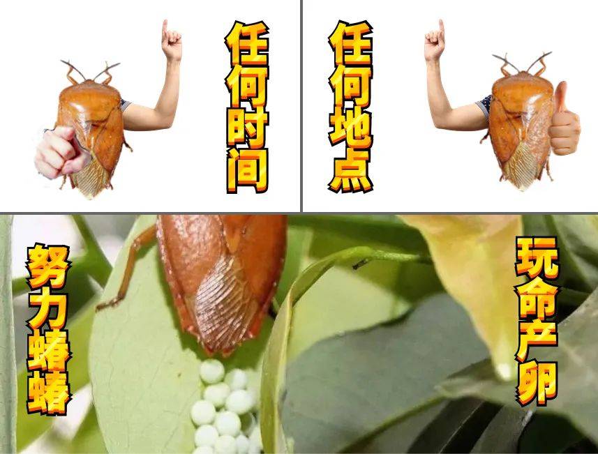 户外的衣服和被子/单上从龙眼,荔枝到墙壁,盆栽荔枝椿象的产卵期很长