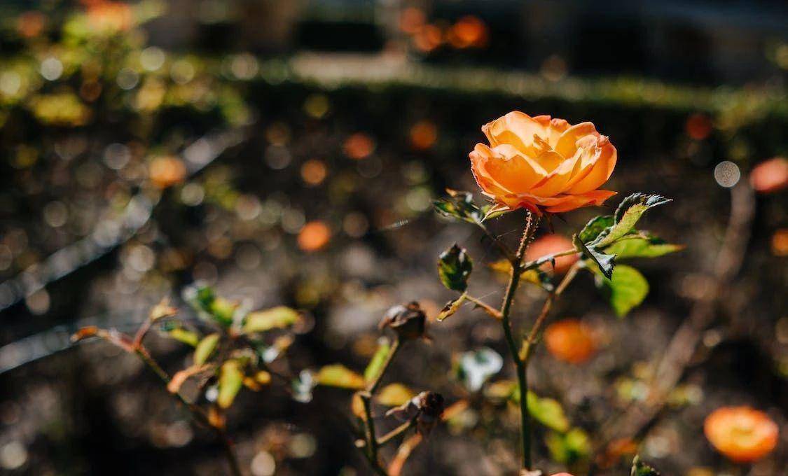 壁纸 花 桌面 1125_680