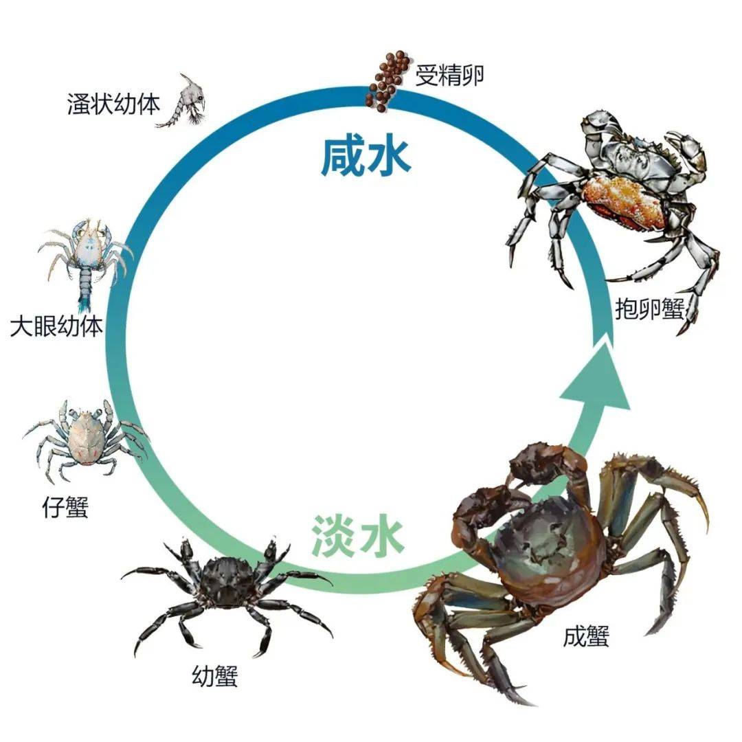 螃蟹从卵生长过程图图片