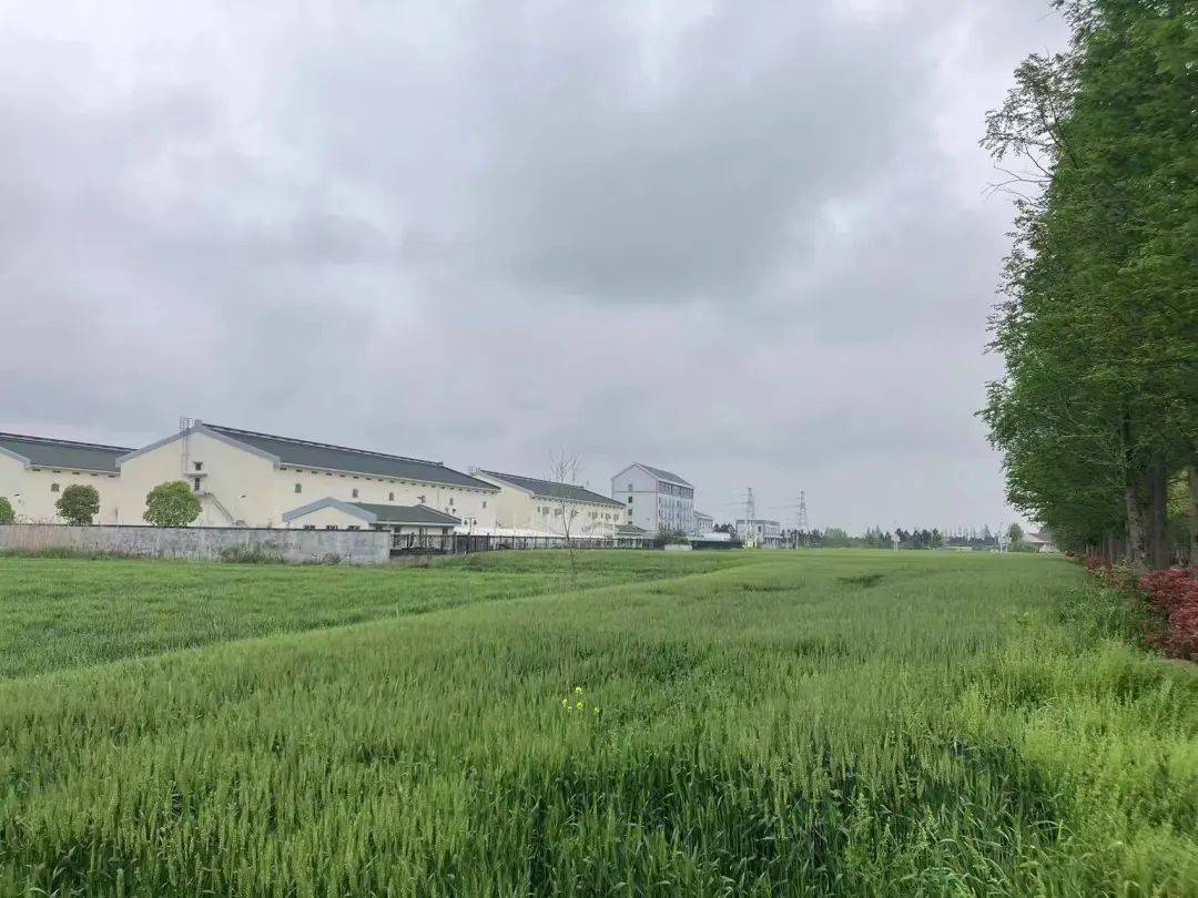 见花打药秀洲春日防霉保夏粮丰收