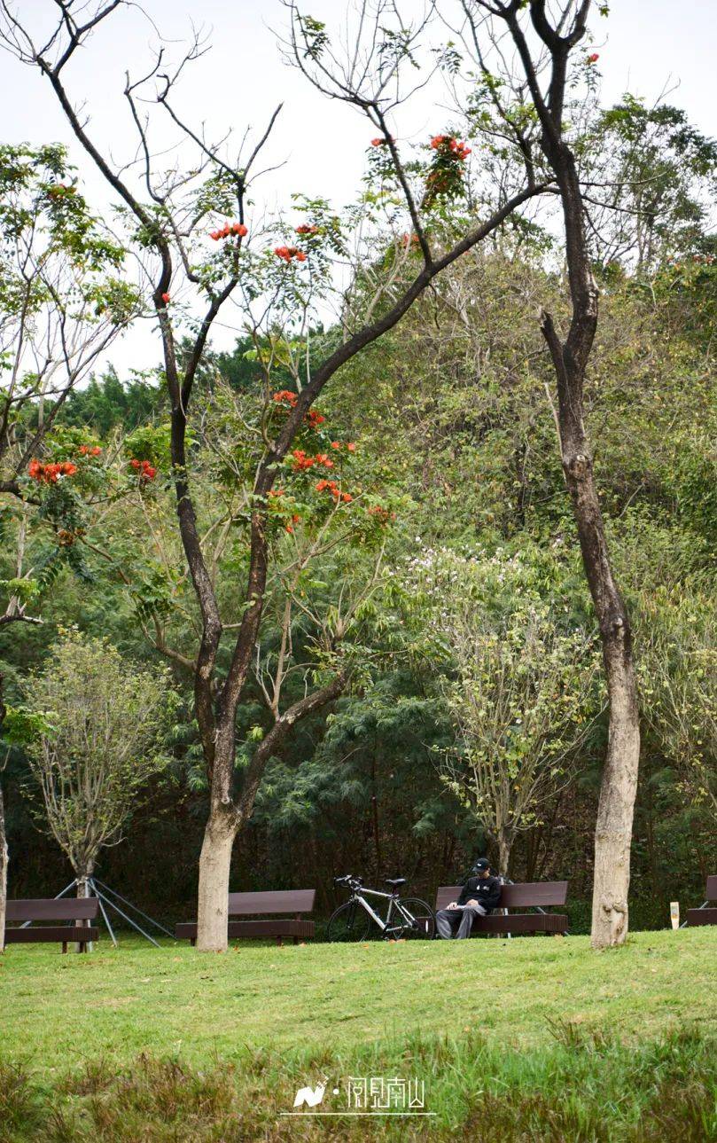 在南山公园20分钟效应已经有20版本了