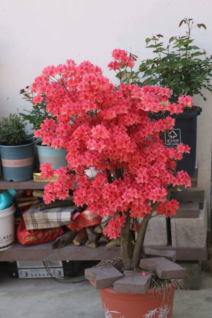 晚潮|上马岗上看樱花