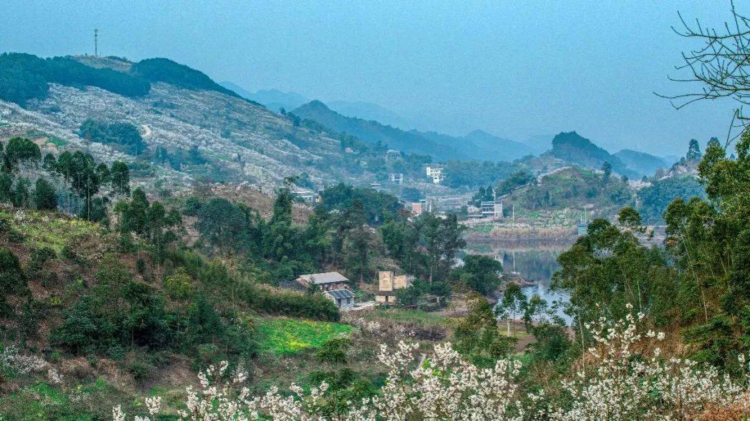 流口水八塘镇云雾山的樱en桃熟啦