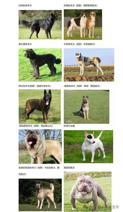 扩散不是所有的犬都可以养衡阳公安部门公布42种禁养犬画像