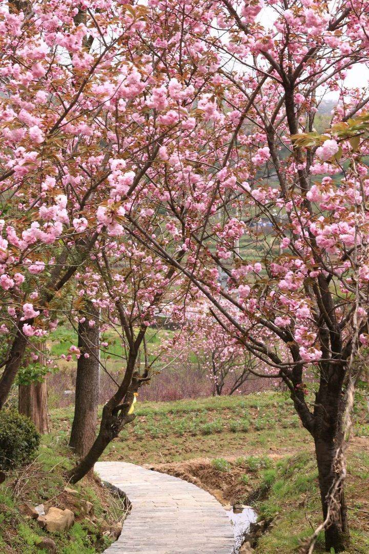 晚潮|上马岗上看樱花